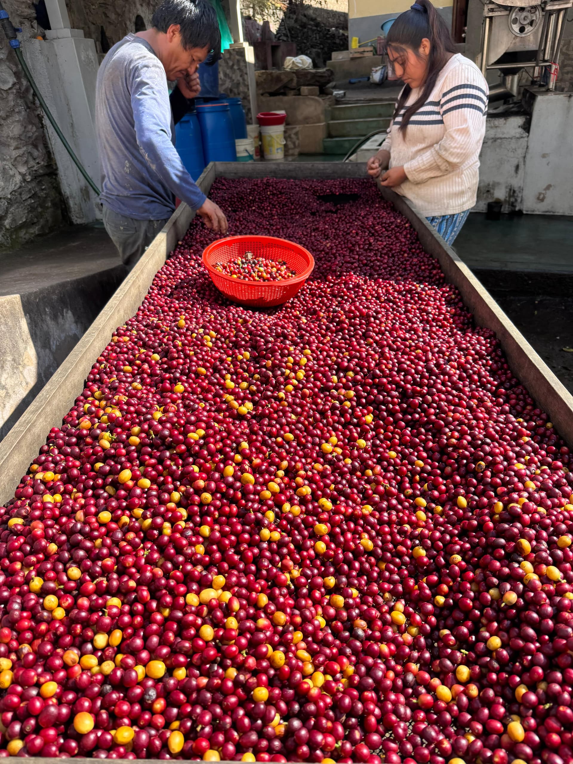 Productor con granos de café