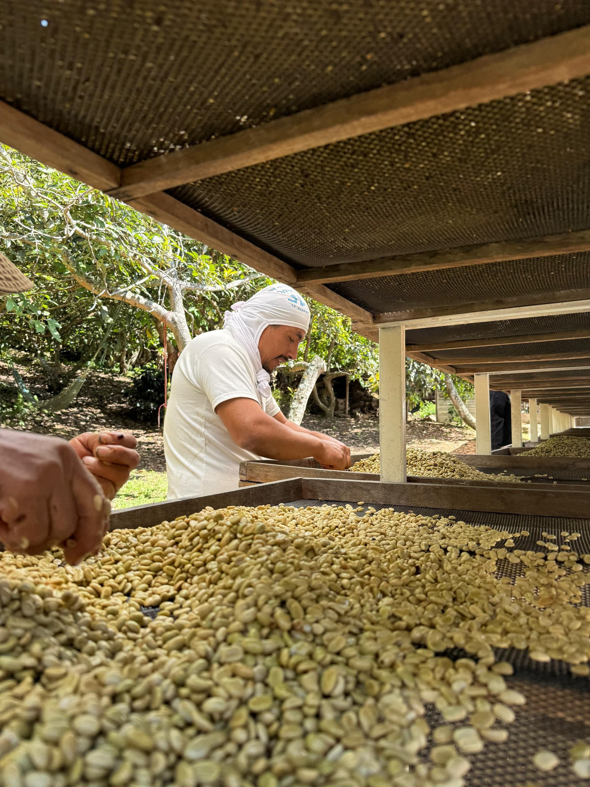 Cafetales o comunidad local